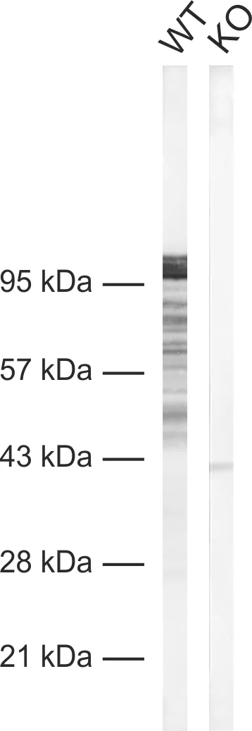 Synapsin1 Recombinant rabbit - image 1